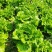 玻璃生菜种子品质脆嫩适应性广南北方均可种植阳台庭院盆栽