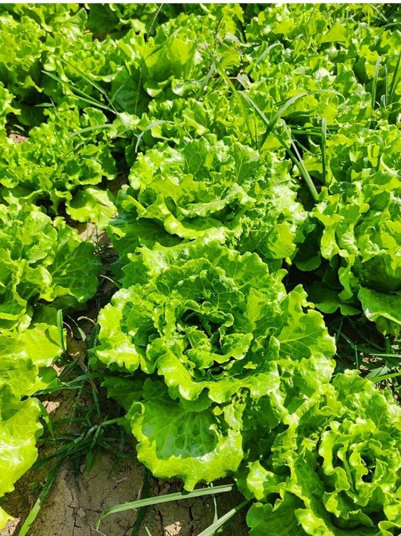 玻璃生菜种子品质脆嫩适应性广南北方均可种植阳台庭院盆栽