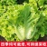 玻璃生菜种子品质脆嫩适应性广南北方均可种植阳台庭院盆栽