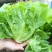 玻璃生菜种子品质脆嫩适应性广南北方均可种植阳台庭院盆栽