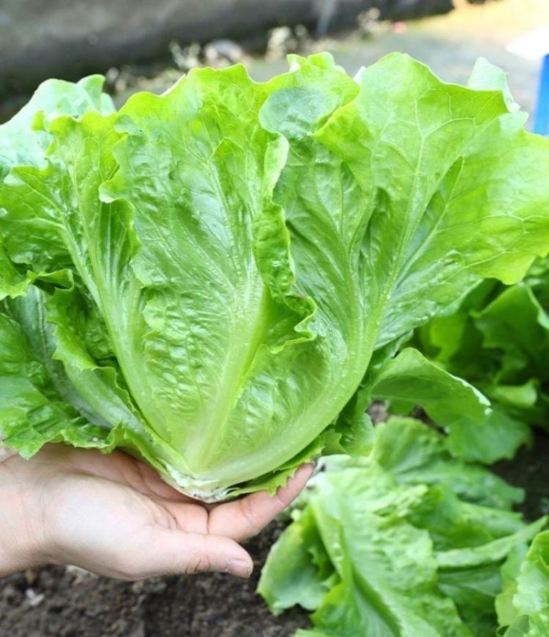 玻璃生菜种子品质脆嫩适应性广南北方均可种植阳台庭院盆栽