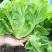 玻璃生菜种子品质脆嫩适应性广南北方均可种植阳台庭院盆栽