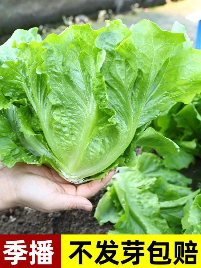 玻璃生菜种子品质脆嫩适应性广南北方均可种植阳台庭院盆栽