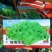 玻璃生菜种子品质脆嫩适应性广南北方均可种植阳台庭院盆栽