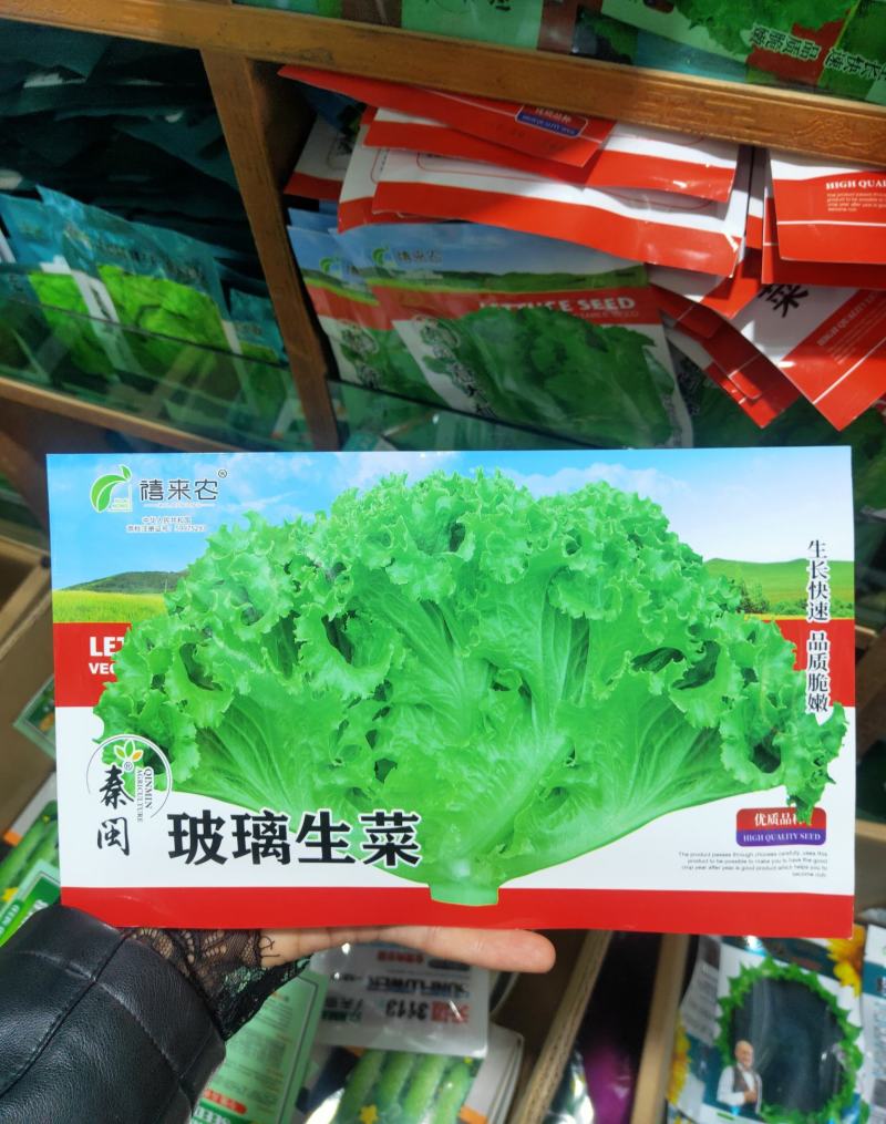 玻璃生菜种子品质脆嫩适应性广南北方均可种植阳台庭院盆栽