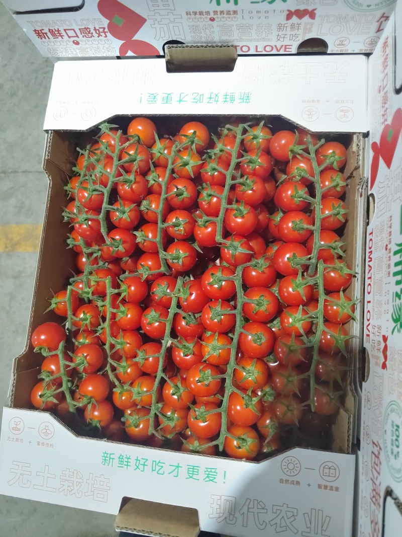 串收小番茄