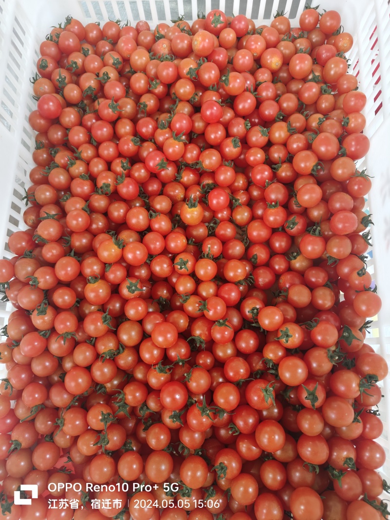 樱桃小番茄粒果