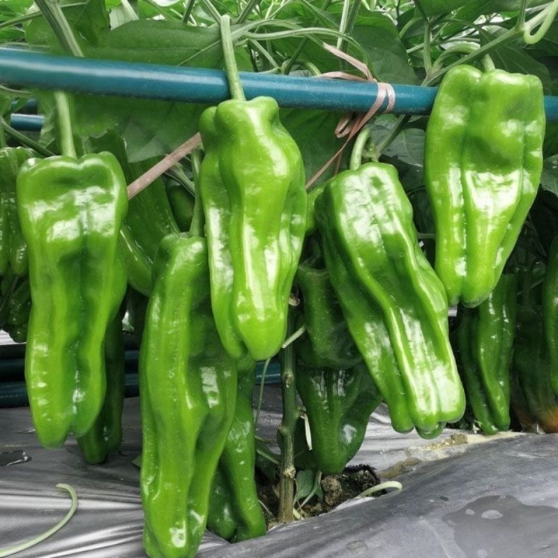 徐研薄皮1号薄皮泡椒种子薄皮中辣大果高产抗病商品性佳