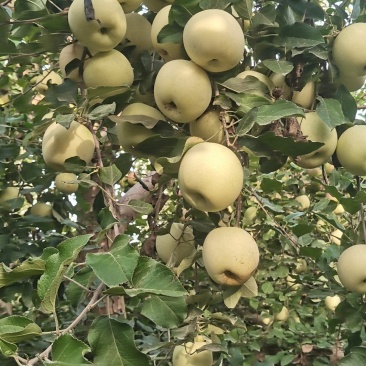 阿克苏冰糖心苹果