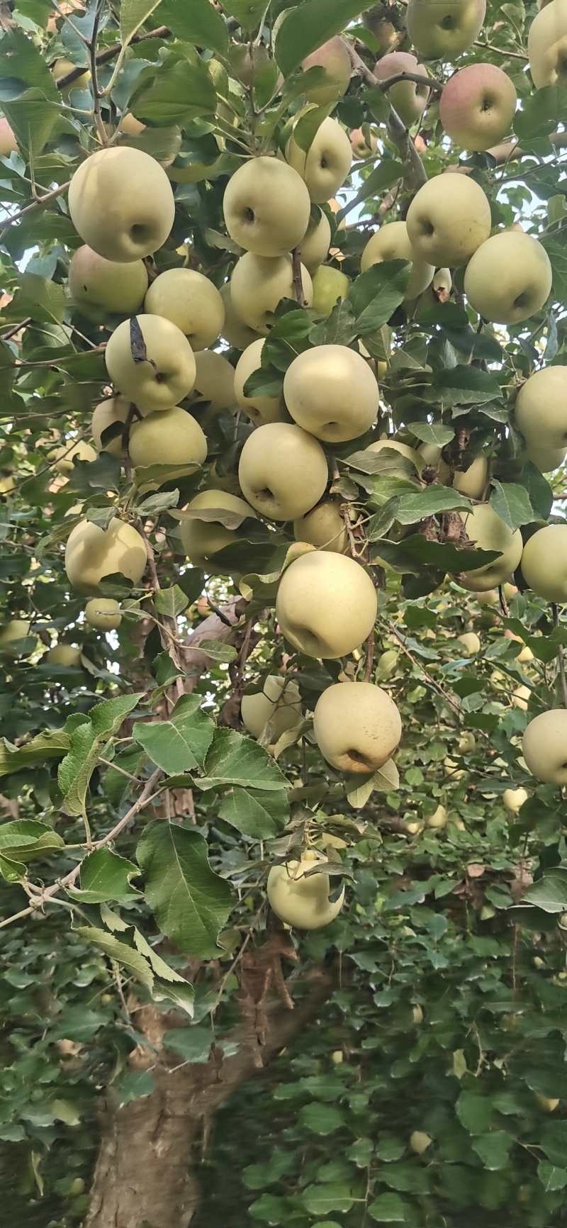 阿克苏冰糖心苹果