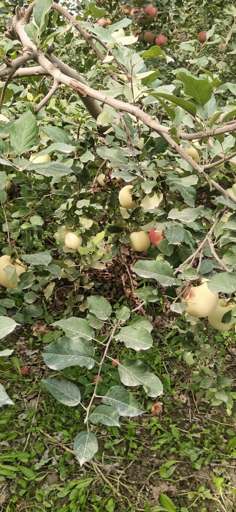 阿克苏冰糖心苹果