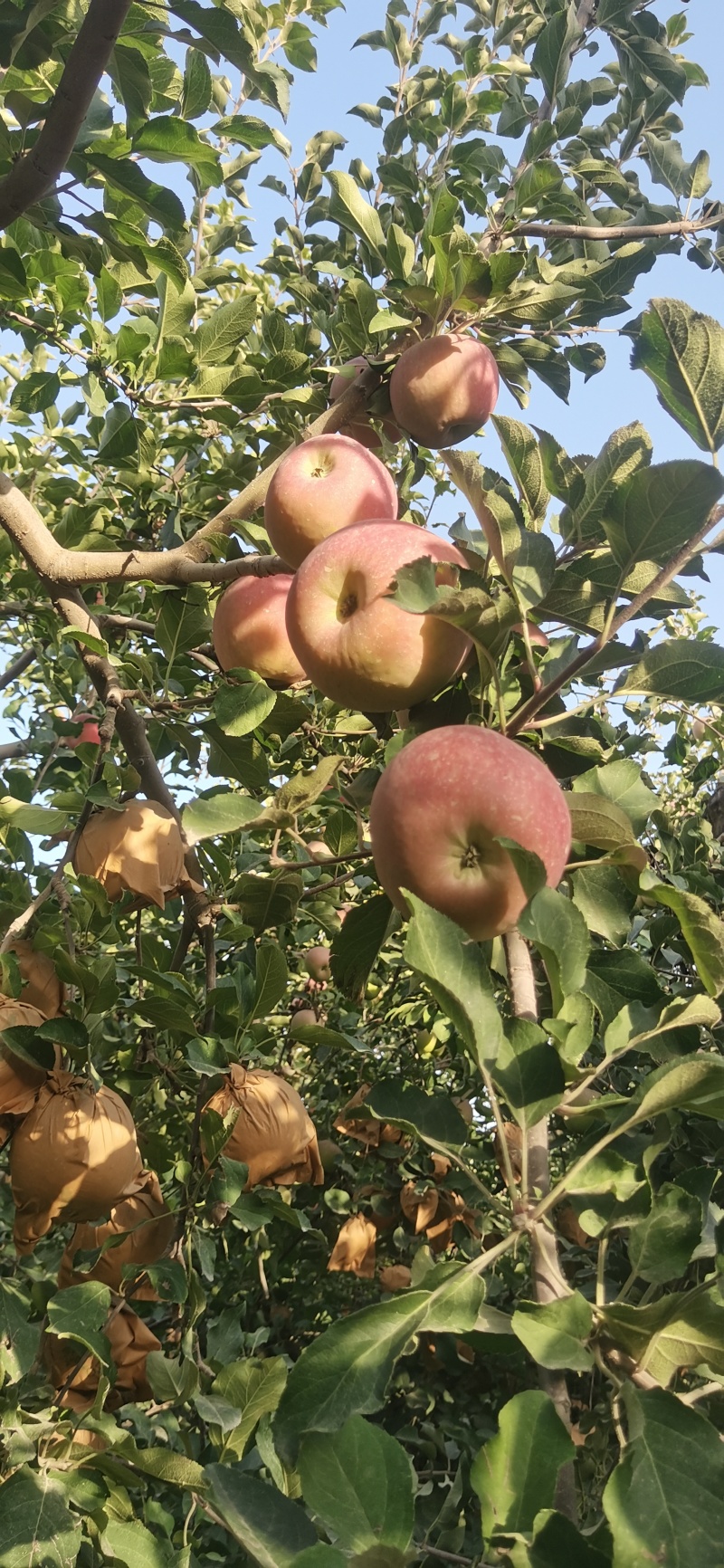 阿克苏冰糖心苹果