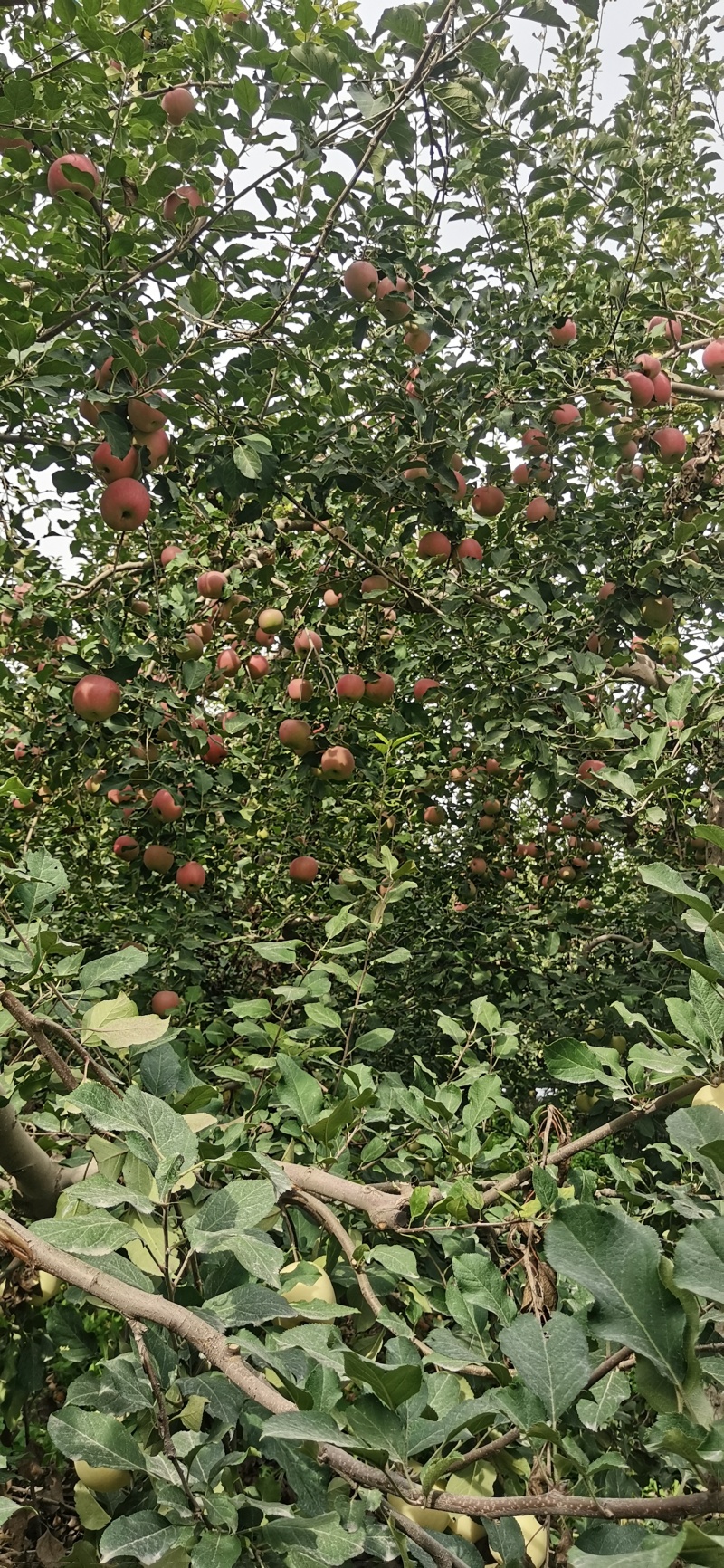 阿克苏冰糖心苹果