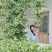 风车茉莉花卉盆栽藤本植物四季开花庭院盆栽地栽