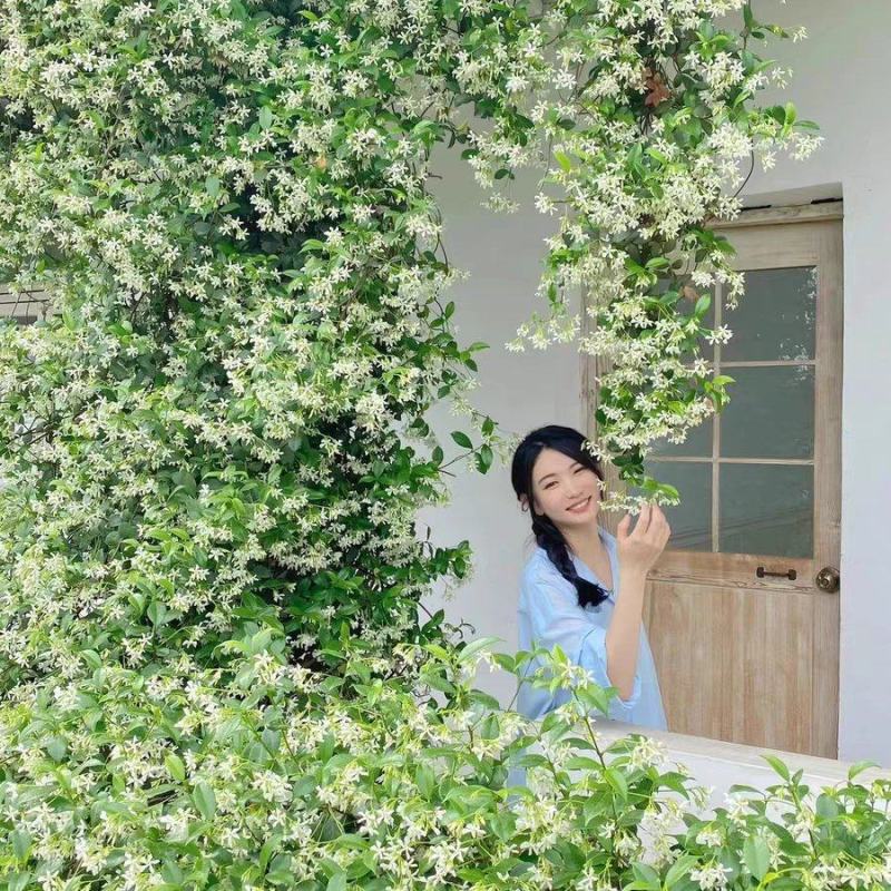 风车茉莉花卉盆栽藤本植物四季开花庭院盆栽地栽