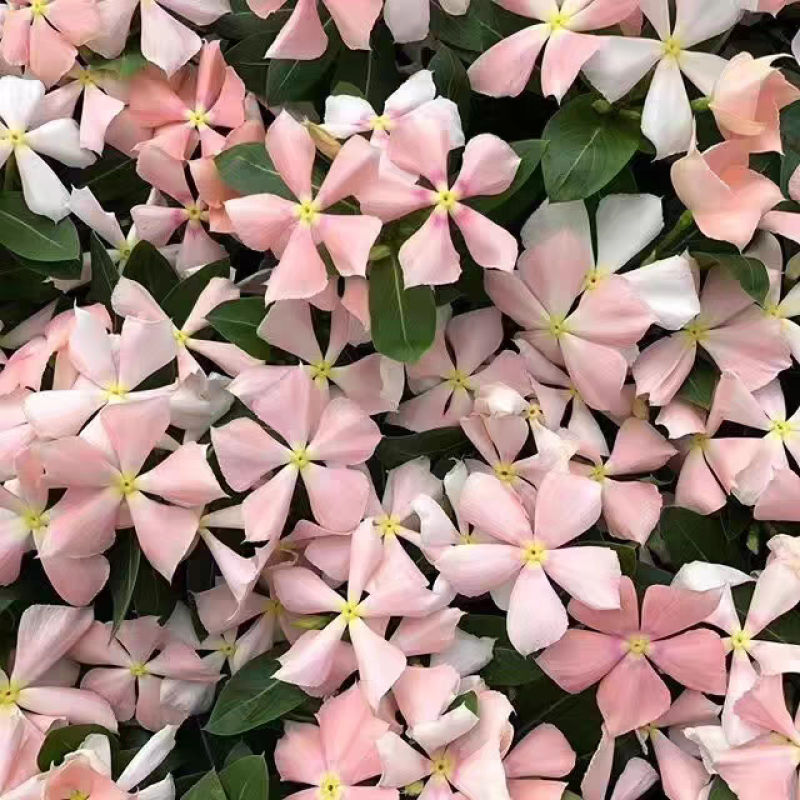 风车茉莉花卉盆栽藤本植物四季开花庭院盆栽地栽