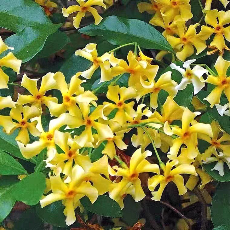 风车茉莉花卉盆栽藤本植物四季开花庭院盆栽地栽