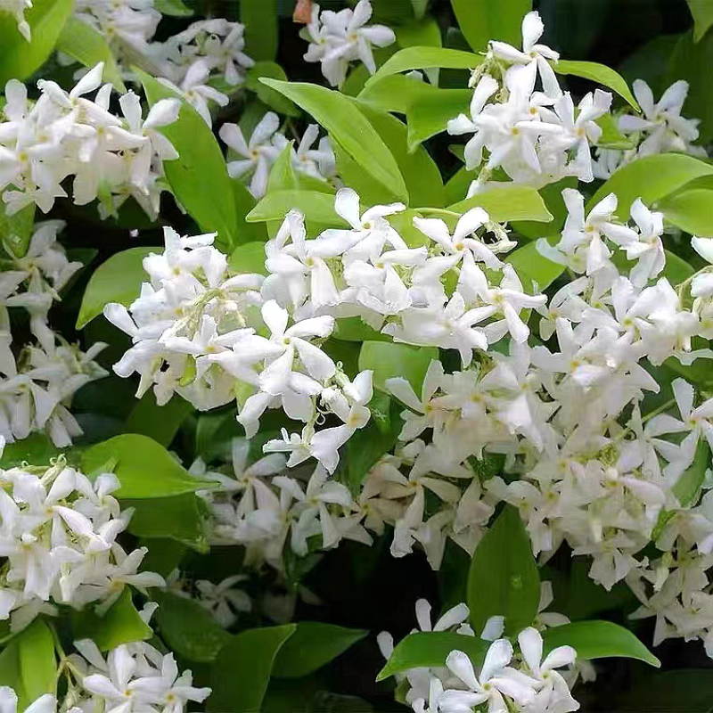 风车茉莉花卉盆栽藤本植物四季开花庭院盆栽地栽