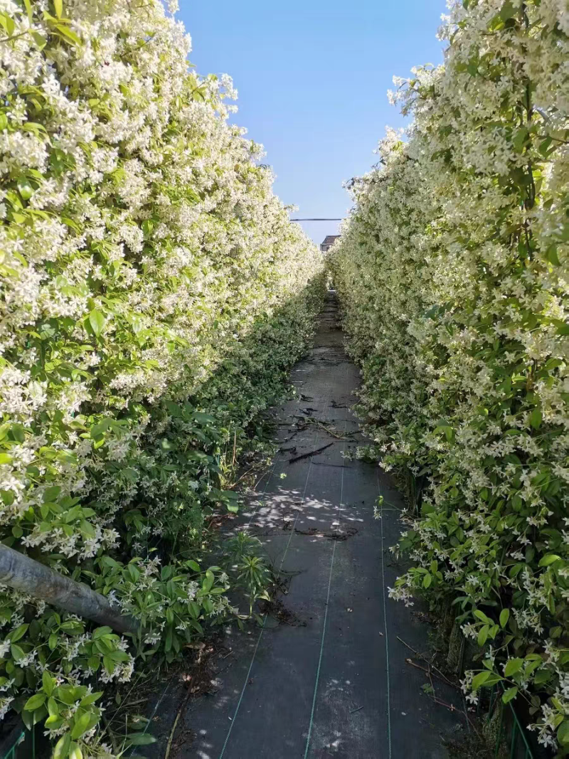 风车茉莉花卉盆栽藤本植物四季开花庭院盆栽地栽
