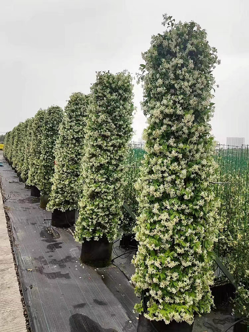 风车茉莉花卉盆栽藤本植物四季开花庭院盆栽地栽