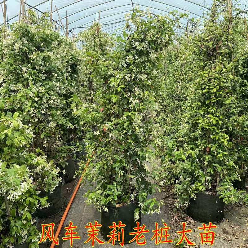 风车茉莉花卉盆栽藤本植物四季开花庭院盆栽地栽