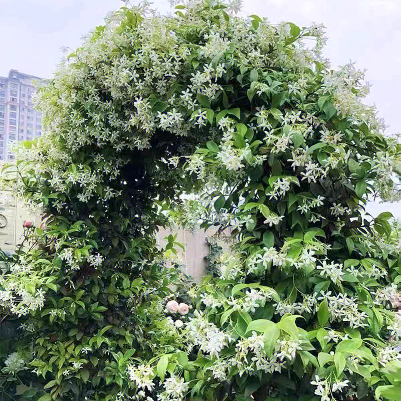 风车茉莉花卉盆栽藤本植物四季开花庭院盆栽地栽