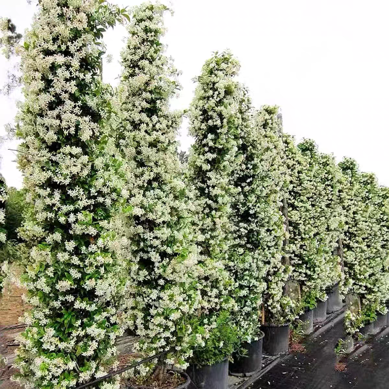 风车茉莉花卉盆栽藤本植物四季开花庭院盆栽地栽