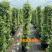 风车茉莉花卉盆栽藤本植物四季开花庭院盆栽地栽
