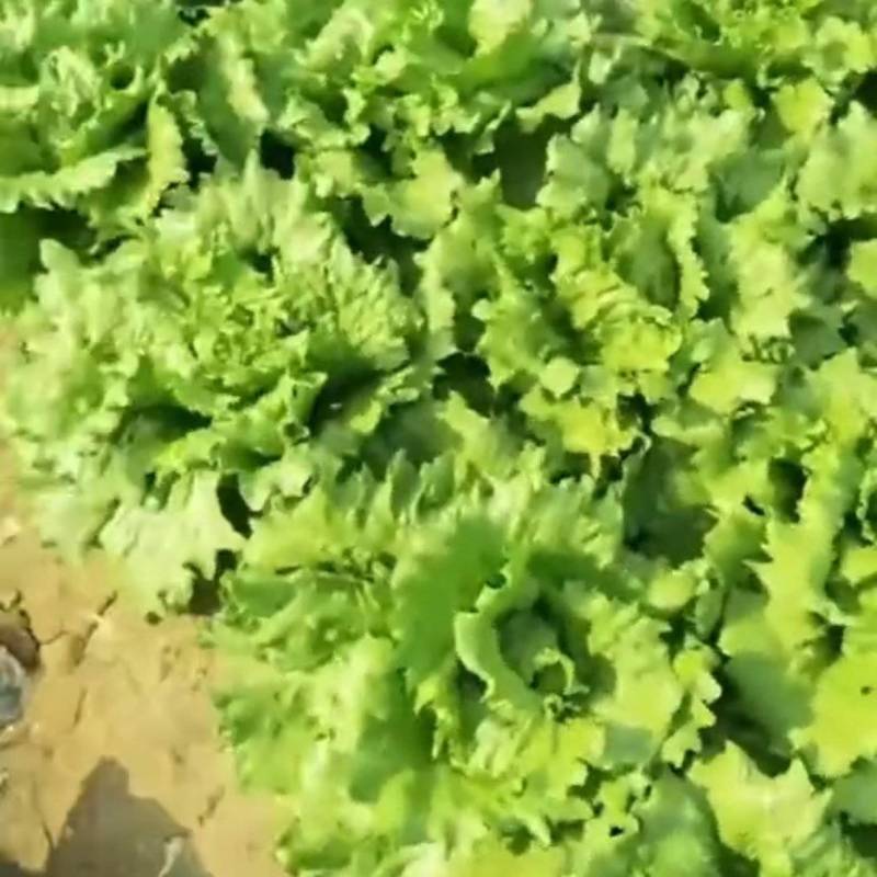 出售团生菜，陆地固安，按亩，多少钱一颗