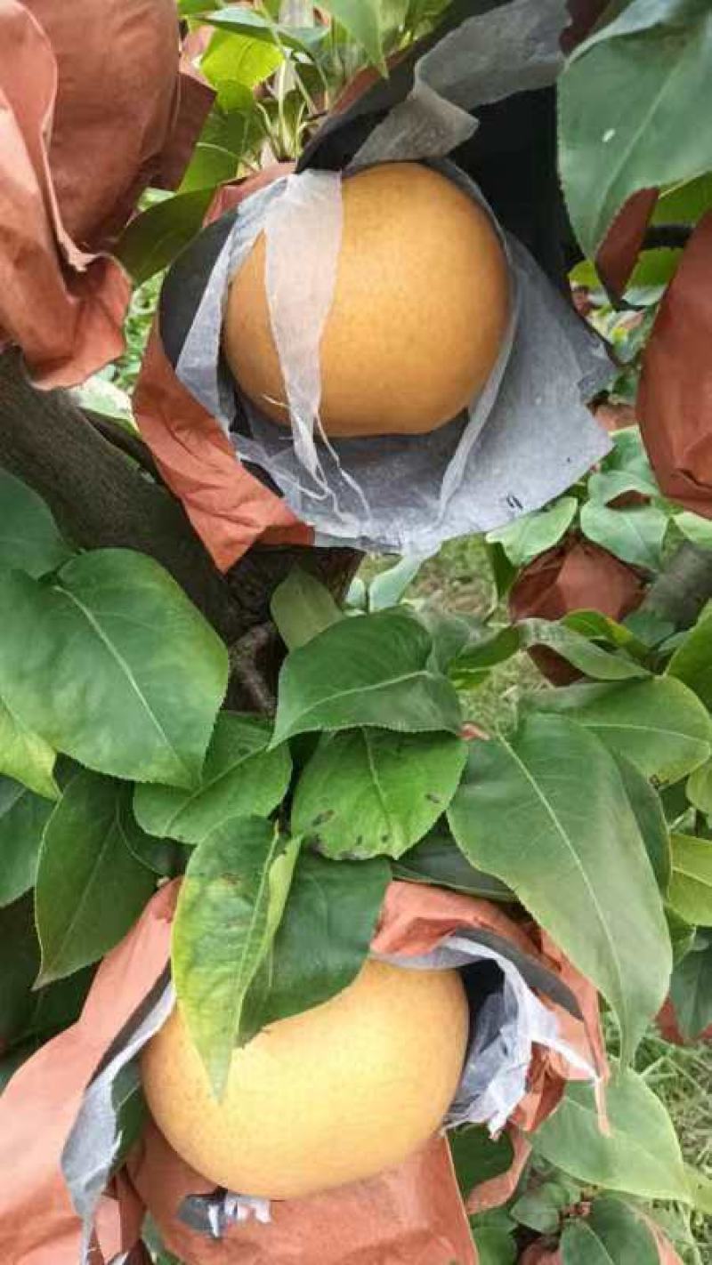 晚秋黄梨