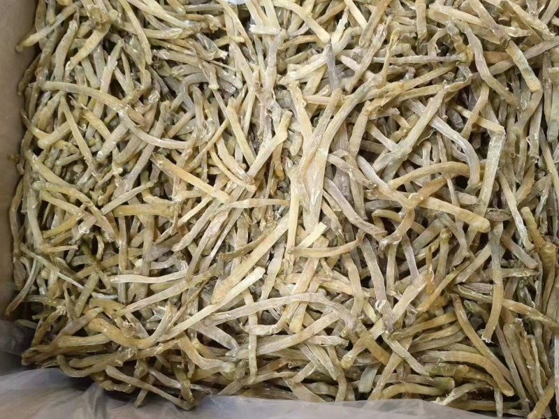 广西北海足干无沙小沙虫一手货源低价批发