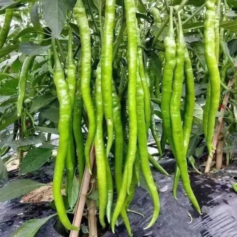 徐辣8号线椒种子早熟顺直高产特长线椒条椒二荆条辣椒种子