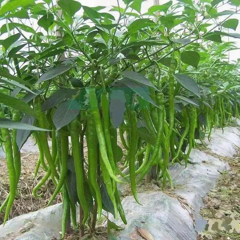 徐辣8号线椒种子早熟顺直高产特长线椒条椒二荆条辣椒种子