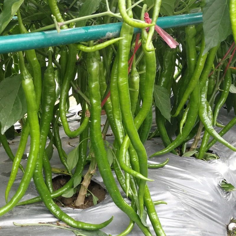 徐辣8号线椒种子早熟顺直高产特长线椒条椒二荆条辣椒种子
