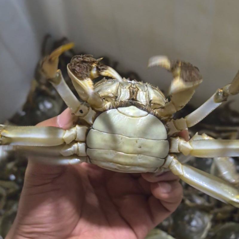 湖北洪湖大闸蟹公母链接塘口直批货量有保证价格优