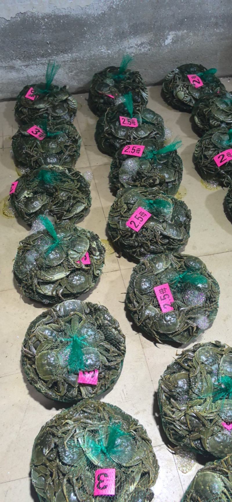 湖北洪湖大闸蟹公母链接塘口直批货量有保证价格优