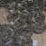 湖北洪湖大闸蟹公母链接塘口直批货量有保证价格优