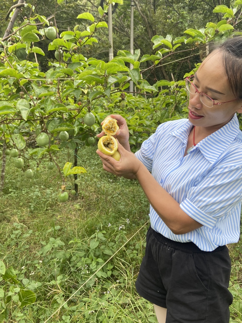 黄金白香果