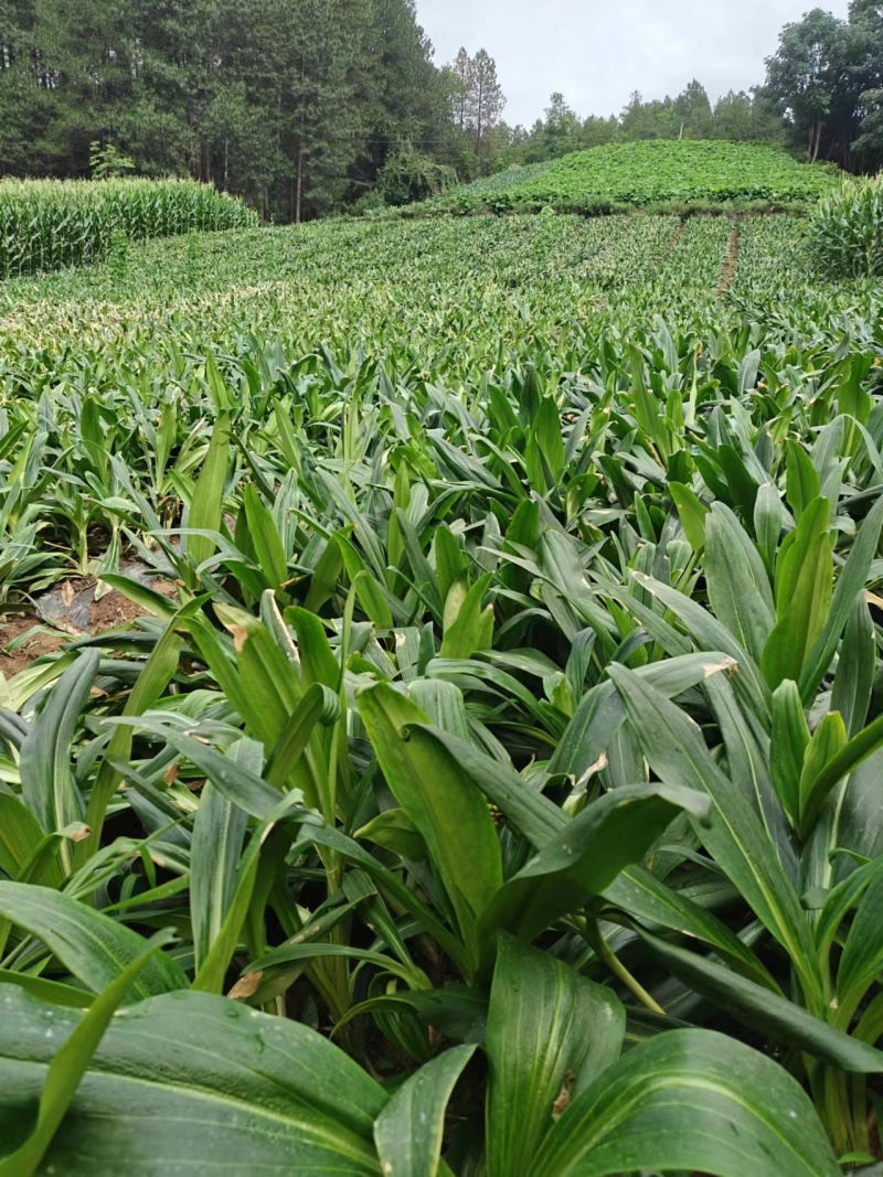 云木香基地直供，规格齐全，可视频看货，欢迎来电洽谈更优惠