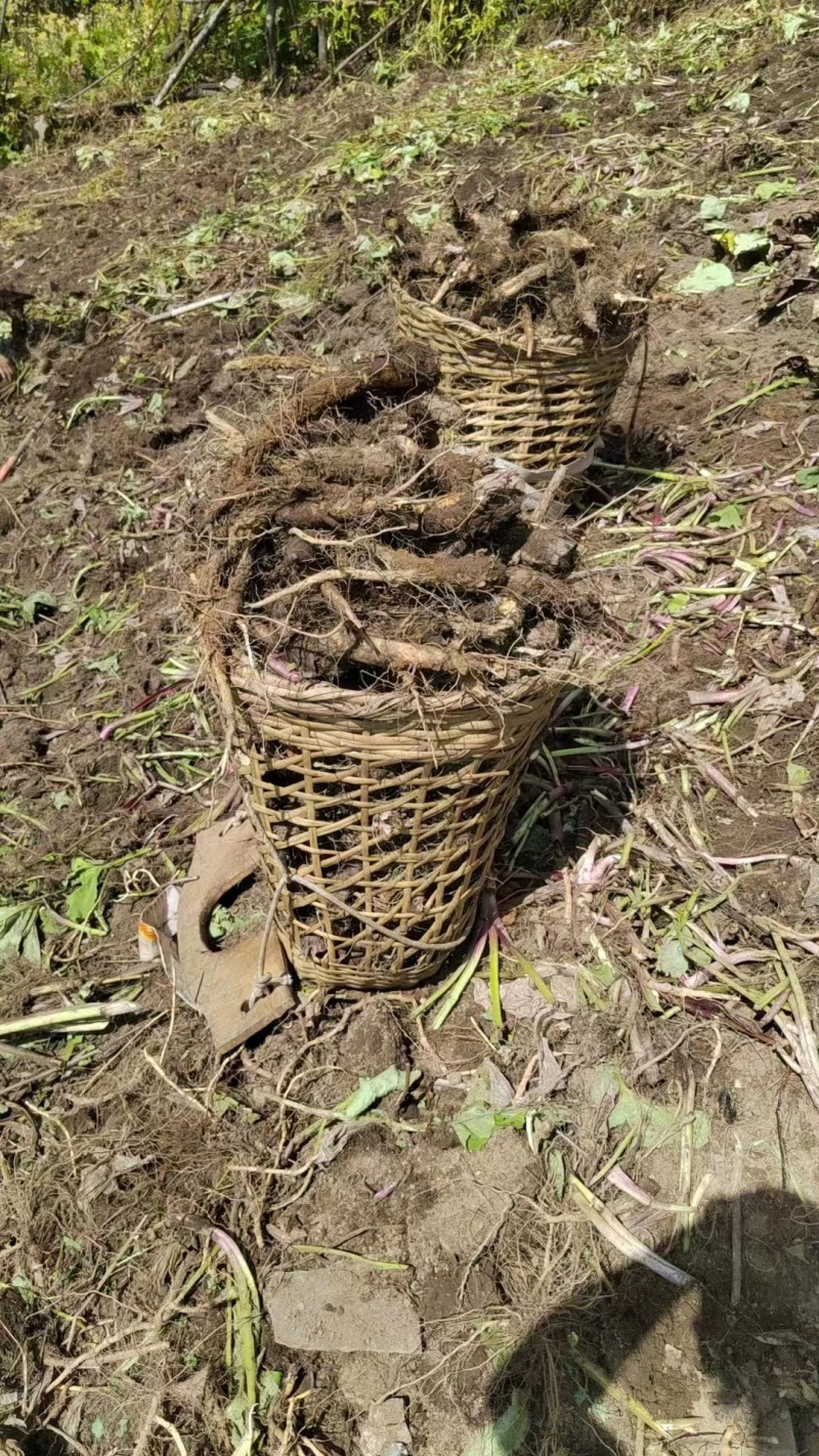 云木香基地直供，规格齐全，可视频看货，欢迎来电洽谈更优惠