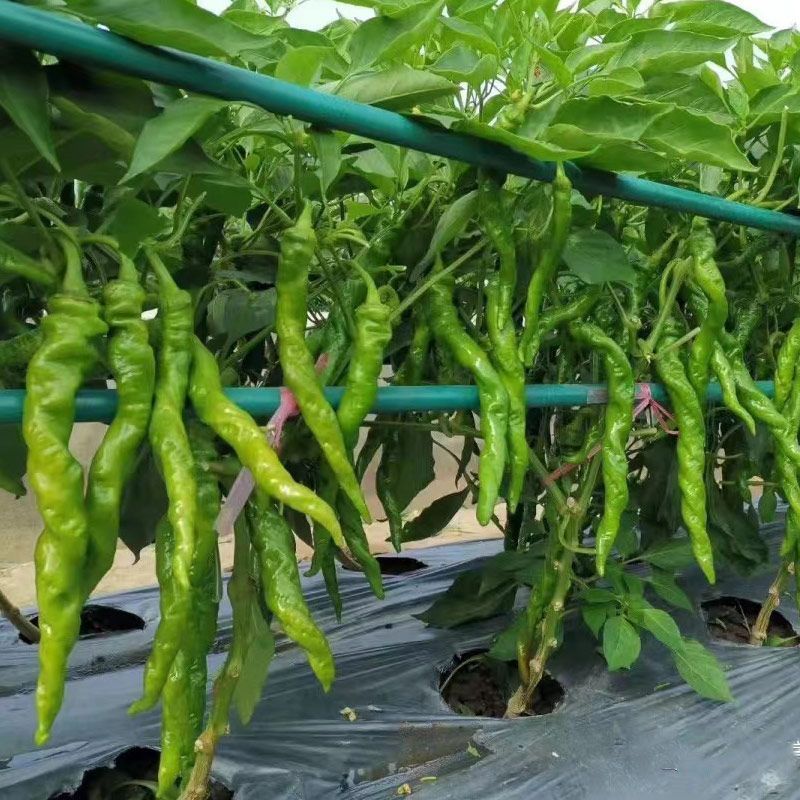 徐螺1号螺丝椒种子高产辣椒种籽耐低温抗高温抗病农家春秋