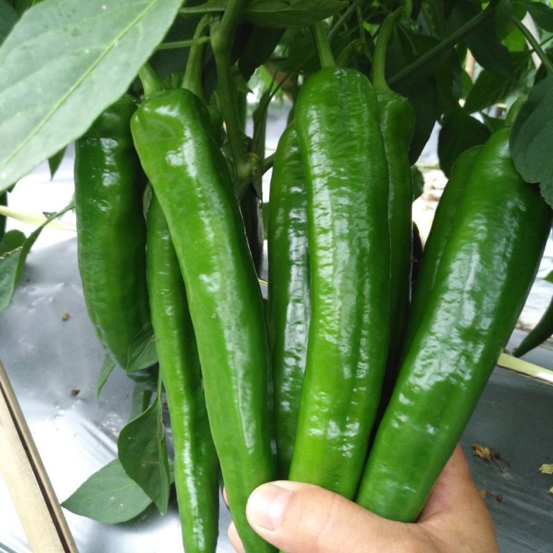 大果青皮818羊角椒种子牛角青椒尖椒辣椒种籽中辣春季