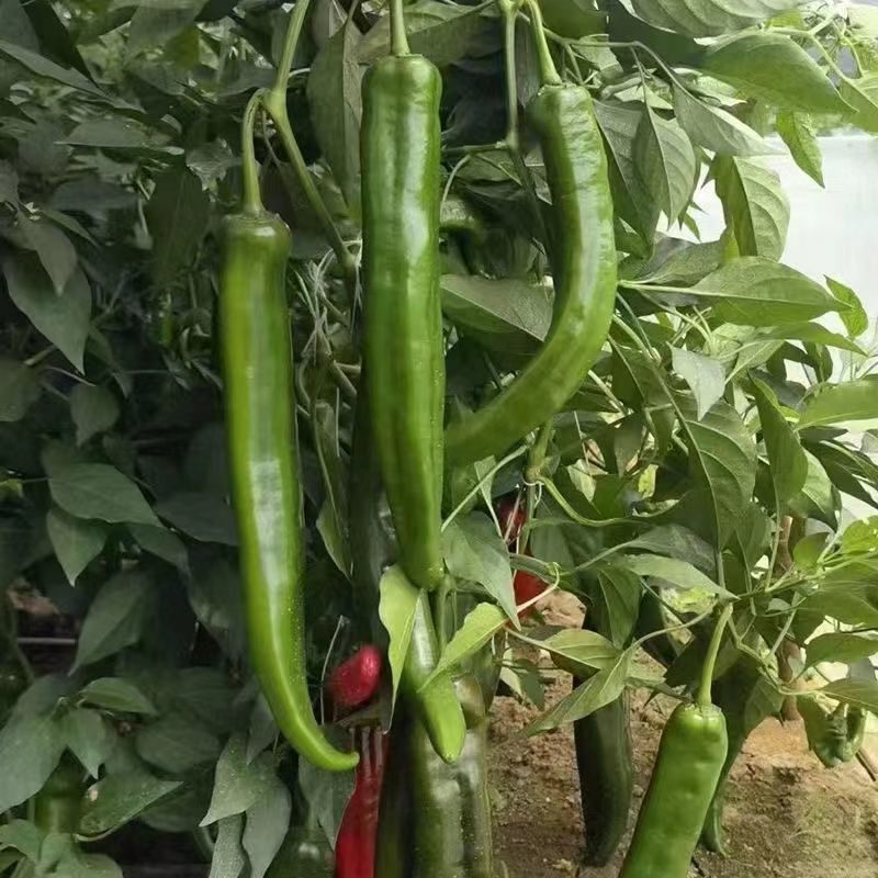 大果青皮818羊角椒种子牛角青椒尖椒辣椒种籽中辣春季