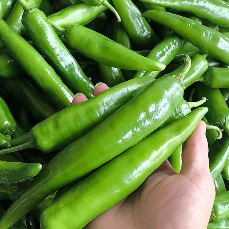 大果青皮818羊角椒种子牛角青椒尖椒辣椒种籽中辣春季