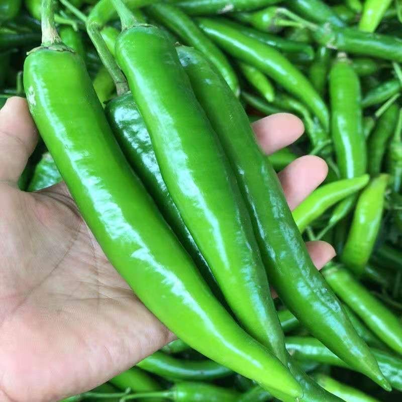 大果青皮818羊角椒种子牛角青椒尖椒辣椒种籽中辣春季