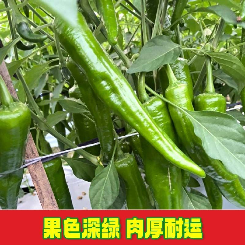 大果青皮818羊角椒种子牛角青椒尖椒辣椒种籽中辣春季