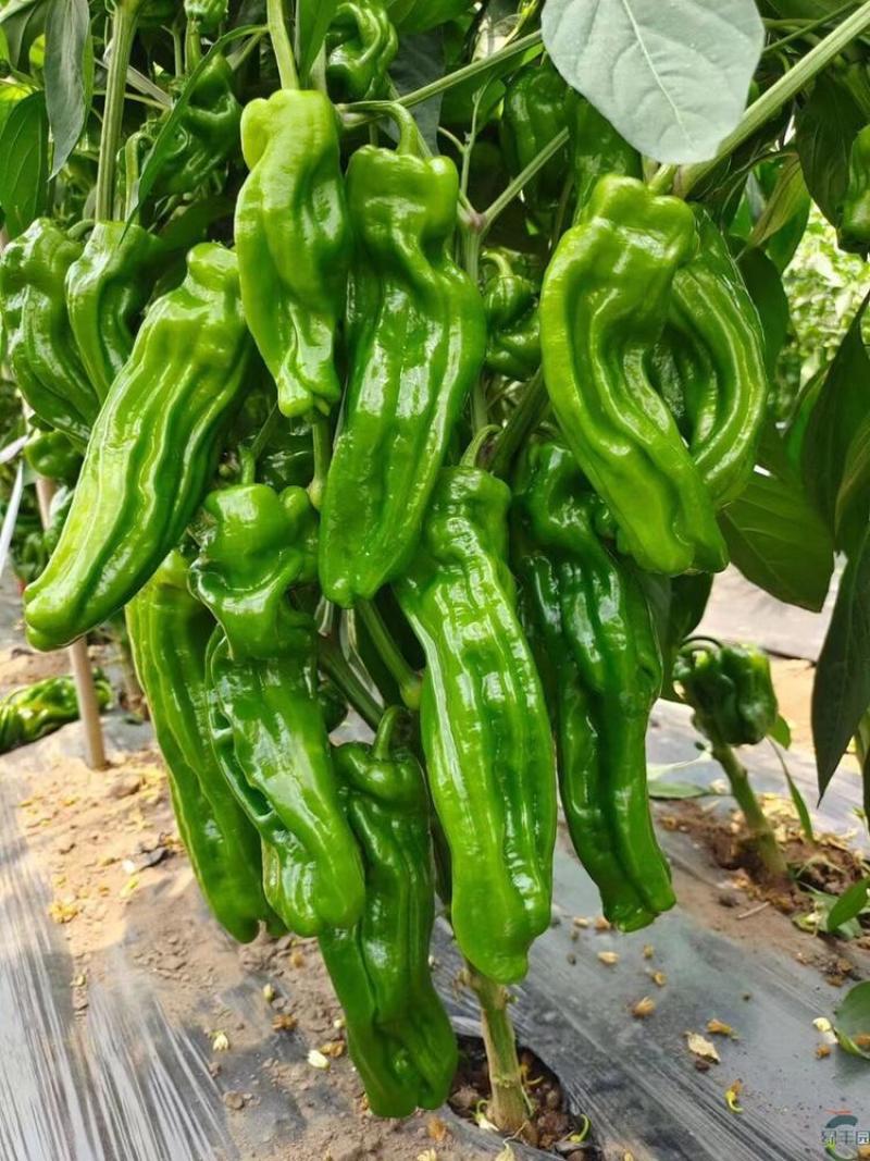 大果薄皮椒种子大果高产春秋播种微辣薄皮抗病大椒蔬菜种子
