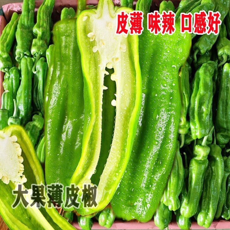 大果薄皮椒种子大果高产春秋播种微辣薄皮抗病大椒蔬菜种子