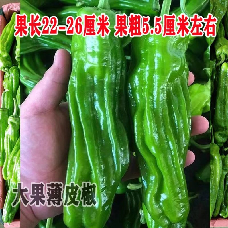 大果薄皮椒种子大果高产春秋播种微辣薄皮抗病大椒蔬菜种子