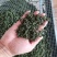 人参花，长白山人参花，六年参花，品质好货